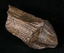 Partially Rooted Triceratops Tooth - Montana #16028-3